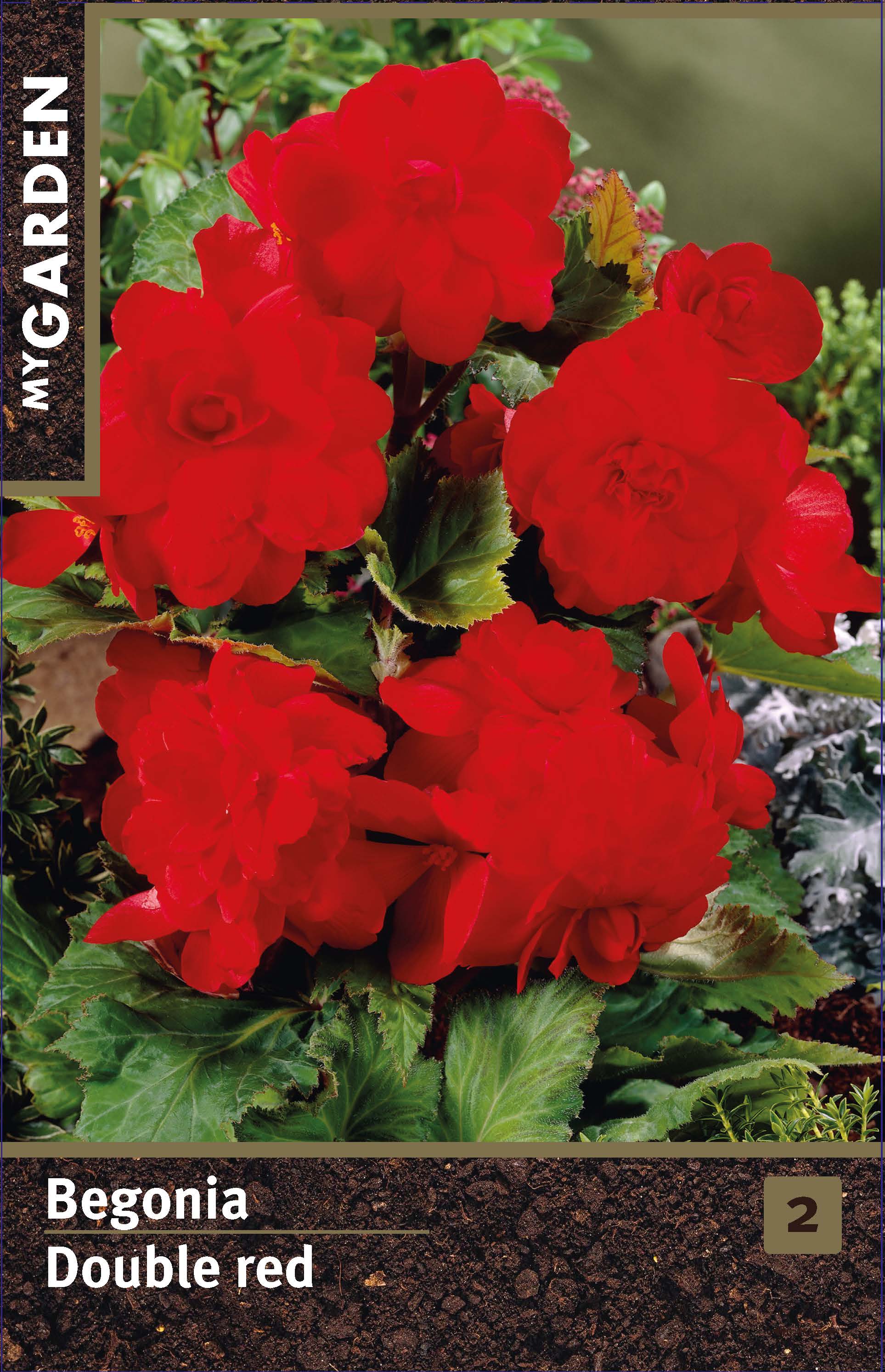 Бегония махровая красная